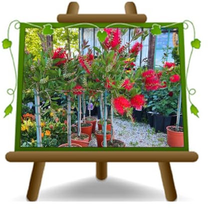 Bottlebrush lineare zylinderputzer (Callistemon Linearis) - Zierpflanze im Topf 18cm Höhe 120-130cm