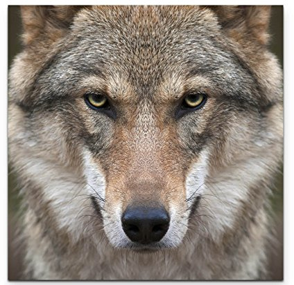 Paul Sinus Art Leinwandbilder | Bilder Leinwand 90x90cm Wolf in Nahaufnahme