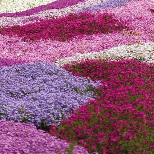 Creeping Phlox Collection Nurserymans Choice Moss Phlox subulate Phlox Hardy Perennial Drought Tolerant Easy to Grow Garden Flowers 5 x Postiplug Plants by Thompson & Morgan