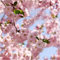 Seedeo Japanische Blüten- und Zierkirsche (Prunus serrulata) 25 Samen