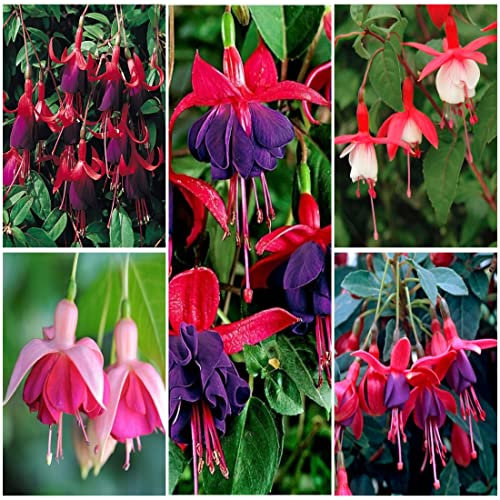 Fuchsia Collection Hardy Shrub Fuchsia x 5 Plug Plants for Potting on
