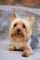 Jigsaw Puzzles 1000 Pieces Portrait of a Miniature Yorkshire Terrier Yorkie Puzzle Puzzles Games for Adults Family Party 50x70CM