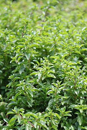 WASSERPFLANZEN WOLFF - Mentha pulegium - Polei-Minze - heimisch - winterhart - QUALITÄTSSTAUDE durchwurzelt im 9x9 cm Topf