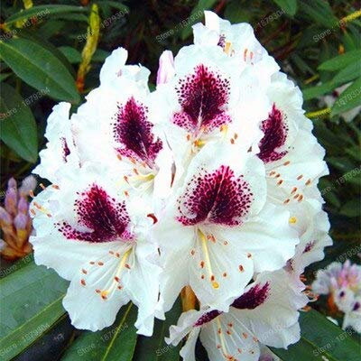 Sump Fresh 200 pezzi fiori di rododendro per piante bianche 1