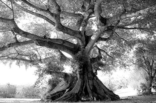 Papier Peint Photo INTISSÉ-FORÊT-500x280 cm-(1534AE)-Nature Arbres d'automne Paysage Arbre Bouleaux Noir Blanc Colle Inclus Mural Décor Motif Poster Géant Stickers Muraux Optique Moderne Fond Effet