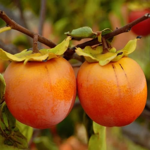 PIANTA DA FRUTTO CACO MELA in vaso 24 età 3/4 anni