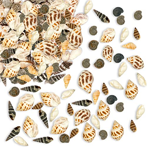 148 Pcs 6 Styles Muscheln, Muscheln Zum Basteln, Muschelmix, Conch Ohne Loch Ocean Beach Muschel Deko, Schneckenhäuser Zum Basteln Für Armbandschmuck, Kunst, Heimtextilien, Aquarium Und Vasenfüller