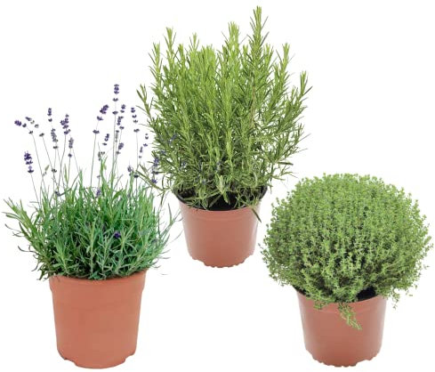 Romero, Tomillo y Lavanda Plantas Naturales en Maceta para Cultivar en el Hogar