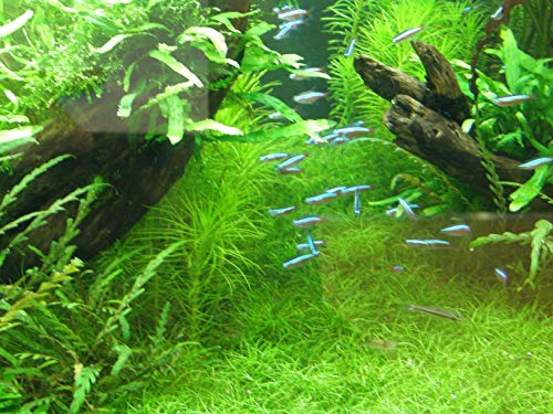 Mühlan Wasserpflanzen Sortiment Aquariumwiese, ausschließlich kleinbleibende Aquariumpflanzen + Wasserpflanzendünger