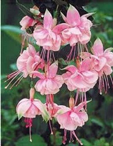 Portal Cool 6 Giant Trailing Fuchsia Southgate Hanging Basket Patio Plug Plants