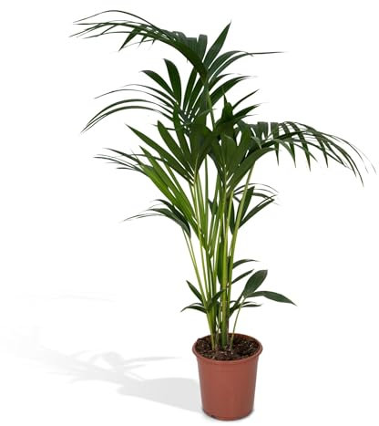 La Green Touch - Palmier Kentia XL h120cm - Plante d'intérieur - Pot 24cm, Hauteur 120 cm