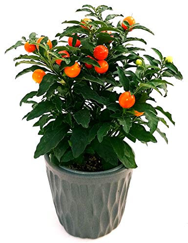 POWERS TO FLOWERS - SOLANUM DA BACCA, CILIEGIO DI GERUSALEMME IN VASO CERAMICA ANTRACITE, Pianta vera