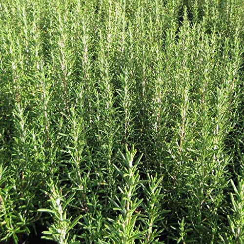 Rosmarinus Officinalis – Rosmarin 25–30 cm