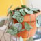 Ceropegia woodii - Chinese Lantern Plant - String of Hearts houseplant in 8cm Pot