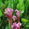 30 pcs rote schlauchpflanze samen - hochbeett heilkräuter,Sarracenia purpurea,fleischfressende pflanzen,Sukkulenten sukkulente succulent plants, dekopflanzen wilder