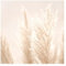 Bilderwelten Fototapete Pampasgras 192cm x 192cm Blumen Modern Natur Blumentapete Vliestapete Tapete Wanddeko Ideen Wohnzimmer Schlafzimmer Küche