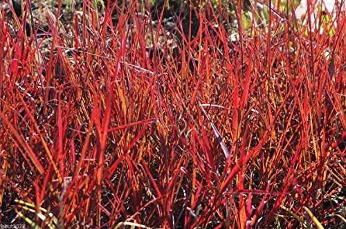 500 Semillas Semillas de Vetiver - Andropogon gerardii - ¡Semillas de hierba ornamental nativa!