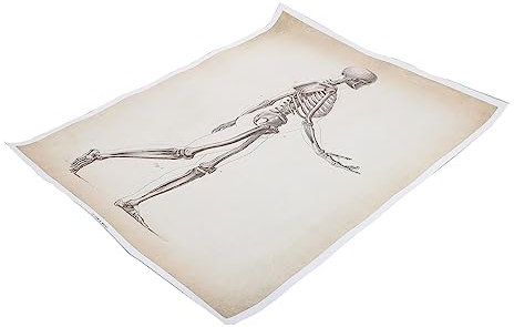 Alipis Human Anatomy Poster Anatomisches Wandbild Skelettsystem für Schule Labor Gedruckt für Medizinstudium Dekoration