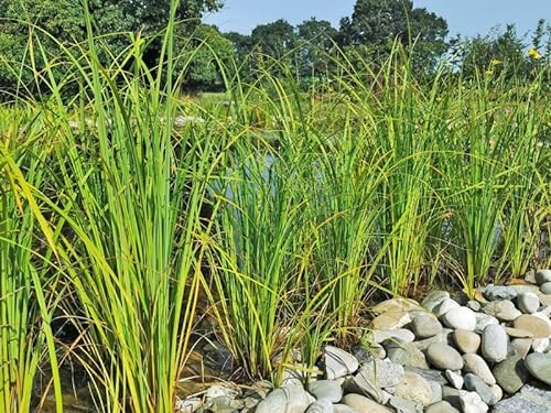 3x Filter-Segge | Filterpflanze | Klärpflanze | Teichpflanze | winterhart | Carex gracillis acuta | Wasserpflanze | Teichpflanze | winterhart | Filterpflanze | Klärpflanze | auch für Schwimmteiche