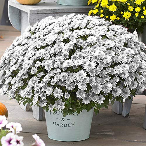 Chrysanthemums Flower Selection | Vibrant Autumn Flowering Garden Mums Plants (White)