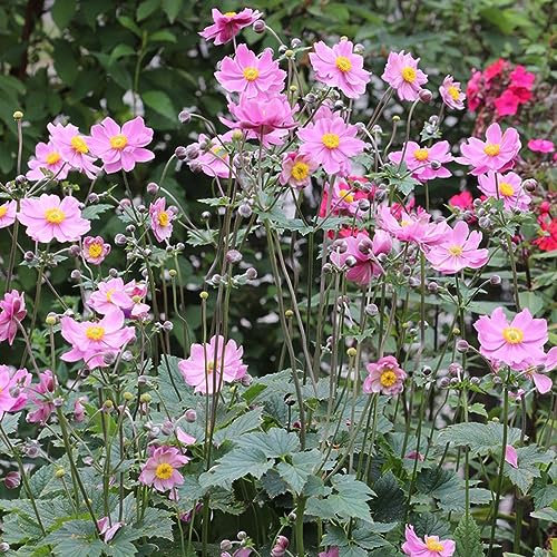 100 pcs anemone pflanze samen - balkonpflanzen winterhart winterharte balkonpflanzen,Anemone cathayensis, gartenarbeit winterharte pflanzen für garten blumenwiese samen mehrjährig