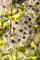 Clematis tangutica 40-60 cm - Gold-Waldrebe, gelbe Blüten, Blütezeit Juli-Oktober, ideal für Rankgerüste, bienenfreundlich, winterhart