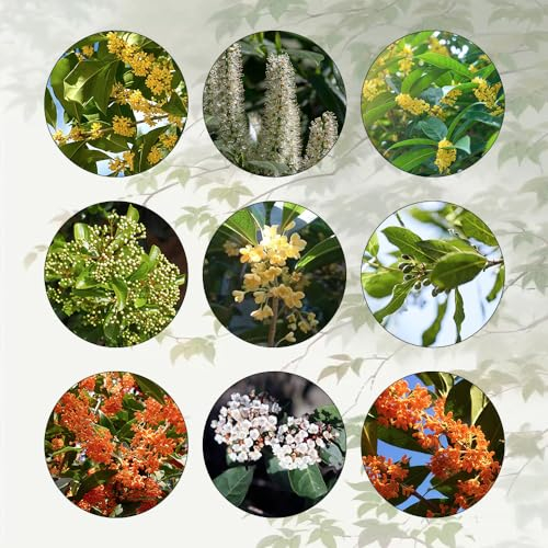 65 Pcs Lorbeerbaum Winterhart - Laurus Nobilis - Grünpflanzen, Gartendeko Für Draußen Gewürz Lorbeer Pflanze Samen, Minigarten, Bonsai Baum Echt Zimmerpflanzen Echt Samen Winterharte