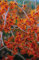 Orange Zaubernuss Aphrodite - Hamamelis intermedia Aphrodite - gelb-orange leuchtend winterblühend - Strauch mit angenehmem Duft - von Garten Schlüter - Pflanzen in Top Qualität