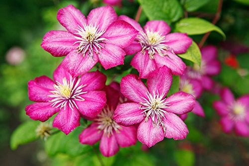 Clematis 'Florida' 10 Samen