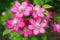 Clematis 'Florida' 10 Samen