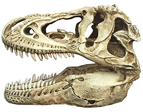 T-Rex Schädel Statue – Große Dinosaurier Schädel Skulptur – Natürlich aussehender Knochen Tyrannosaurus T Rex Kopf Fossilien für Sammlung, Zuhause, Bar, Party Decor