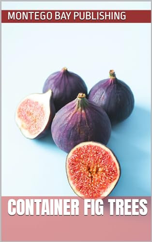 Container Fig Trees (Sweet Fruit)