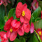 100 Stück Begonien-Blumensamen, rot