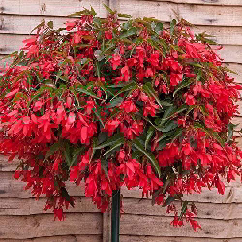 Begonia Boliviensis Red | 6 Plug Plants | Bedding