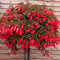 Begonia Boliviensis Red | 6 Plug Plants | Bedding