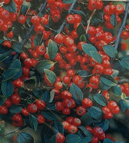 Cotoneaster dielsianus - Diels Zwergmispel - Graue Strauchmispel - Felsenmispel Größe 60-100cm