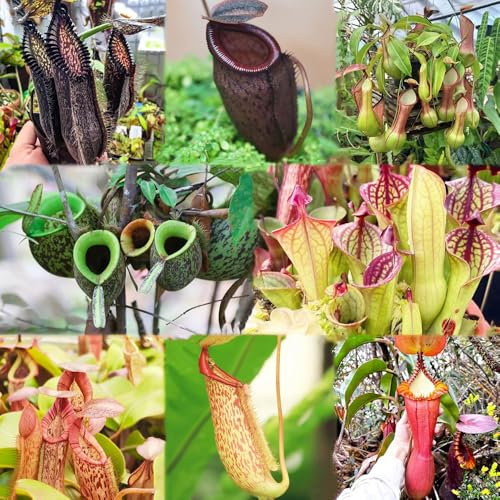 fleischfressende pflanzen samen - pflanztopf zimmerpflanzen sommer blühende exotische pflanzen gartenpflanzen stauden winterhart mehrjährig grünpflanzen Kannenpflanze topfpflanzen 250pcs