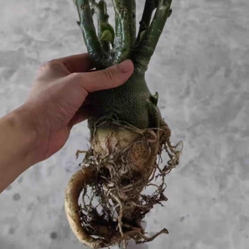 Rosa rara - Arbusto di rosa perenne resistente - Molto profumato - Adatto per la coltivazione in vaso e nel terreno-1 root-J