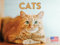 Kalender 2025, Monats-Wandkalender, Katze, Tier, Haustier, 12 Monate