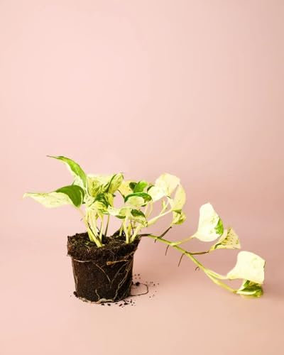 Potho Variegado | Plantas Naturales Interior | Pur Plant