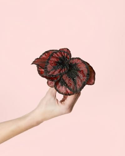 Begonia Rex Blade | Mini Plantas Naturales Interior | Pur Plant
