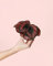 Begonia Rex Blade | Mini Plantas Naturales Interior | Pur Plant