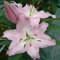 Bulbes de Lys Oriental Vivaces - Plantes en Pot ou Jardin Description Fleurs (4, rose)