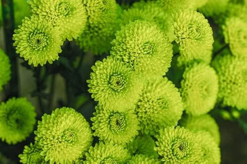 Nuovi 500 semi di fiori di crisantemo verde