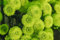 Nuovi 500 semi di fiori di crisantemo verde