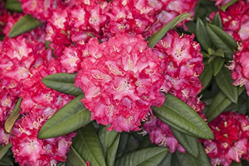 Rhododendron Hybride 'Nofretete' 40–50 cm – Immergrün, Winterhart, Mehrjährig – Rhododendron – Zierstrauch für Garten & Kübel