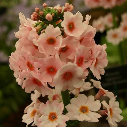 Primula Japonica 'Apple Blossom' – Elegant Candelabra Primrose with Soft Pink Blooms, Perfect for Damp Borders – by Park Farm Plants