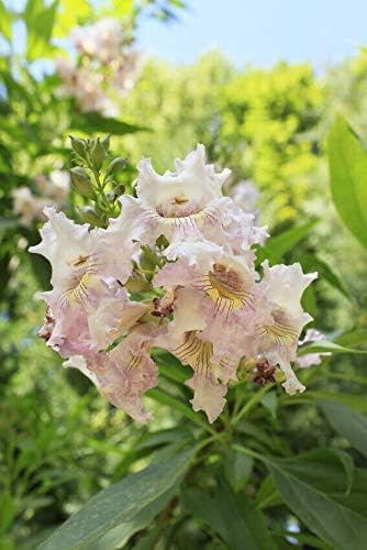 Trompetenbaum Chitalpa tashkentensis 'Summer Bells' Pflanze 25-30cm Rarität