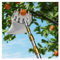 recoge fruta recogedor de frutas Herramienta para recoger frutas con mango largo telescópico y cesta, 2, 3, 4, 5, 6, 7 y 10 m, ajustable, con pértiga de acero inoxidable, para recoger manzanas y aguac