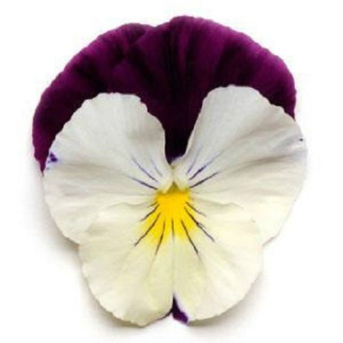 15 Semi di Viola del pensiero raffreddano Saluto Viola Ala Trailing Viola del pensiero (APPENDE PANSY)